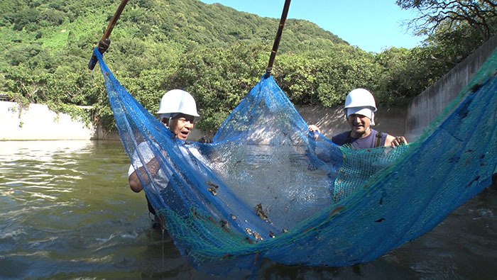 DASH島での海老養殖作業